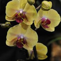 Orchideen Ausstellung in der Orangerie Elfenau 020.jpg